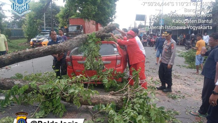 Pohon tumbang di Jalan Parangtritis, Bantul, Senin (26/12/2022).