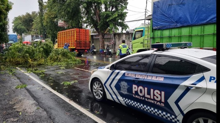 Pohon tumbang halangi jalan di jalur Pantura Kota Pekalongan, Senin (26/12/2022).