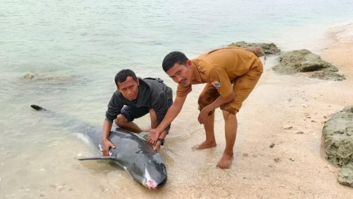Seekor lumba-lumba terdampar di Pantai Tanjung Panto, Desa Muara Binuangeun, Kecamatan Wanasalam. (Foto: dok. Istimewa)
