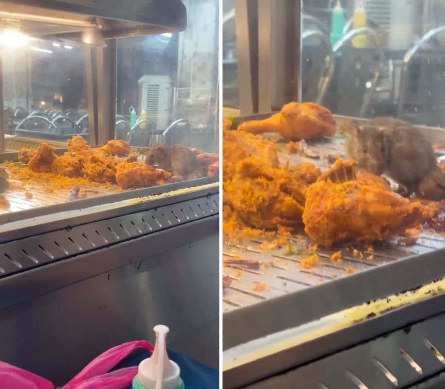 Jijik! Ada Tikus Berkeliaran di Etalase Ayam Goreng Kedai Ini