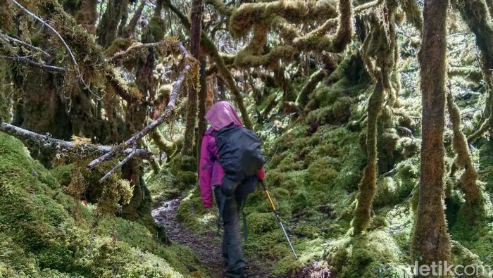 Wisatawan saat melakukan pendakian menuju puncak Gunung Latimojong.