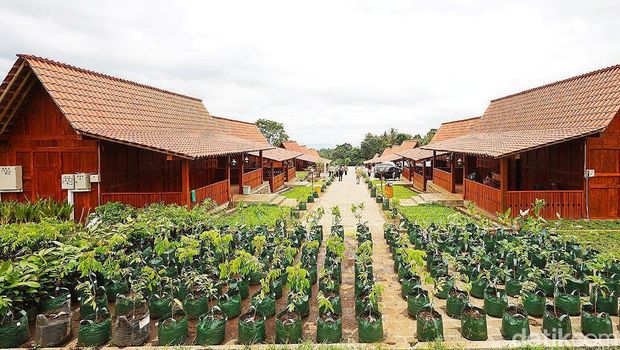 Agro Wisata Tamansuruh Banyuwangi