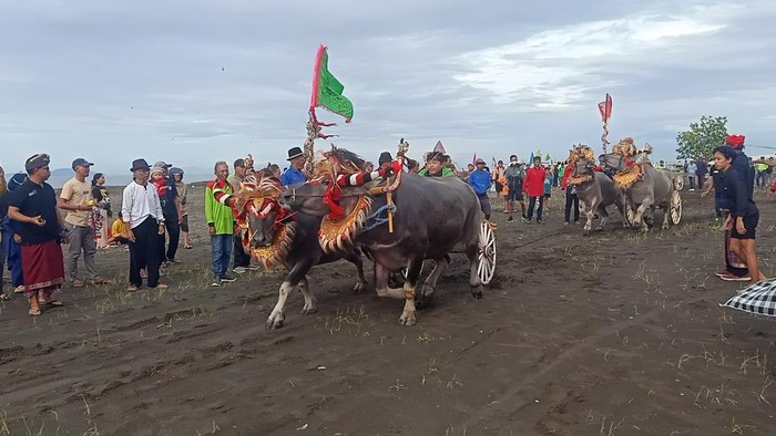 Atraksi makepung di Sircuit All In One Desa Pengambengan, Kecamatan Negara, Kabupaten Jembrana, Selasa (27/12/2022). (I Putu Adi Budiastrawan/detikBali)