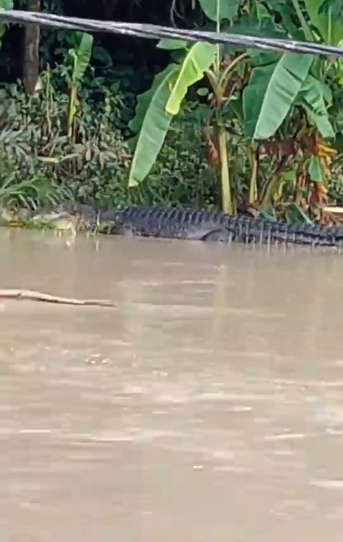 Penampakan buaya di Sungai Tarung Arung di Desa Bangket Parak gegerkan warga.