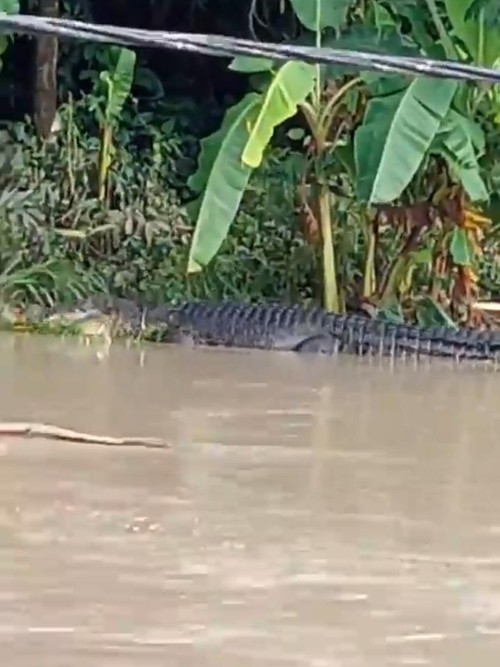 Penampakan buaya di Sungai Tarung Arung di Desa Bangket Parak gegerkan warga.