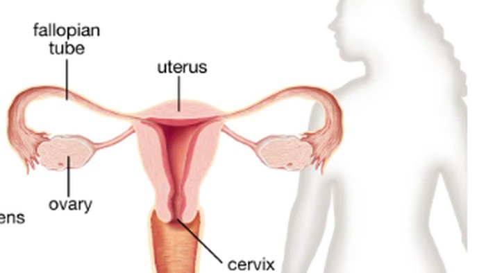 Organ Reproduksi Wanita Bagian Dalam Dan Luar Beserta Fungsinya