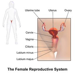 Ilustrasi organ reproduksi wanita.