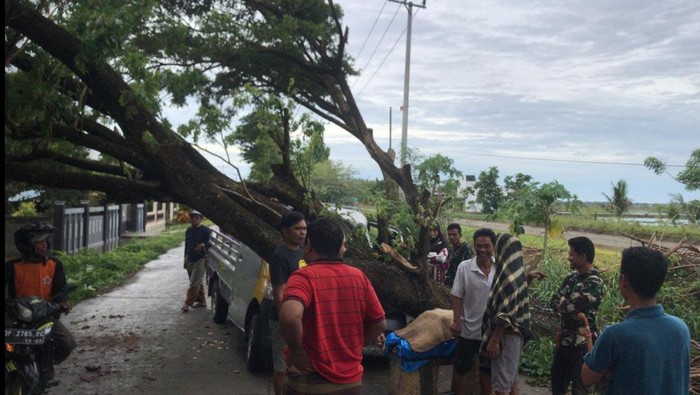 Mobil tabrak pohon tumbang di Pinrang, Sulsel.