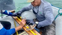 Penemuan tempat berkembang biak baru ini sangat penting, terutama bagi hiu kepala martil, kata penjaga taman nasional Eduardo Espinoza. (Foto: Galapagos National Park via Reuters)