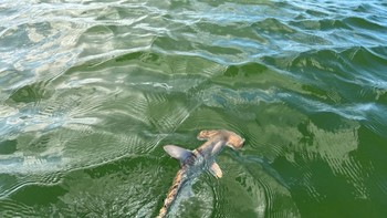 Pada suatu hari di Henry Doorly Zoo and Aquarium, penjaga kebun binatang menemukan hiu muda dengan panjang 16,5 cm di tangki yang berisi tiga ekor Bonnethead/hiu kepala martil (Sphyrna tiburo). Memang hiu dikenal bisa menyimpan sperma dalam jangka waktu yang panjang, akan tetapi ketiga hiu itu sudah diambil sebelum mereka menyentuh usia matang seksual. Kejadian ini secara genetis menegaskan bahwa untuk pertama kalinya hiu mengalami partenogenesis. Foto Ilustrasi: (Galapagos National Park via Reuters)