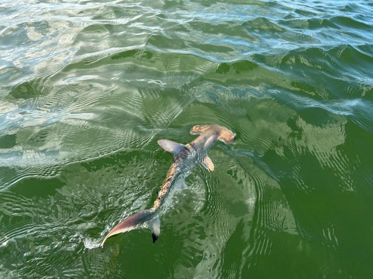 Foto: Ilmuwan Temukan Pembibitan Alami Hiu Kepala Martil di Kepulauan Galapagos