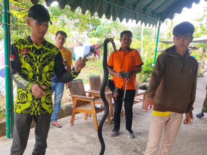 Penampakan ular kobra yang menewaskan seorang pria di Balangan, Kalsel.