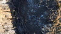 Pohon-pohon palem mengering akibat terbakar.