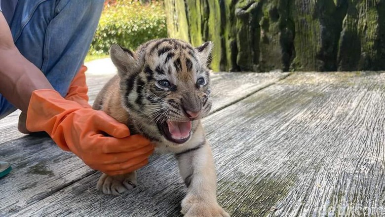 Sharen, bayi harimau benggala betina yang baru lahir di Serulingmas Zoo, Banjarnegara. Dipotret pada Selasa (27/12/2022).