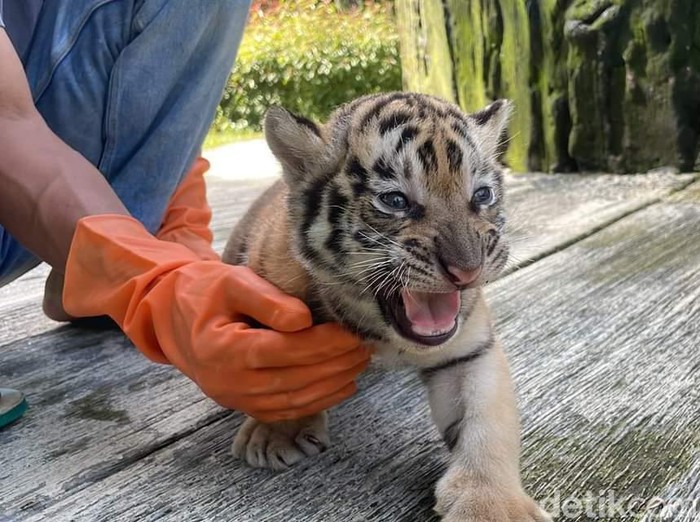 Sharen, bayi harimau benggala betina yang baru lahir di Serulingmas Zoo, Banjarnegara. Dipotret pada Selasa (27/12/2022).