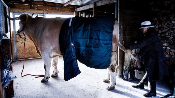 Seekor banteng muda di suatu peternakan kecil di Prancis menjadi bahan perbincangan. Banteng yang diberi nama Aston itu awalnya dipelihara untuk disembelih. Namun, pemiliknya mengurungkan niat karena Aston piawai melompat dan berlari kencang layaknya kuda. Â Seekor banteng muda di suatu peternakan kecil di Prancis menjadi bahan perbincangan. Banteng yang diberi nama Aston itu awalnya dipelihara untuk disembelih. Namun, pemiliknya mengurungkan niat karena Aston piawai melompat dan berlari kencang layaknya kuda. Â