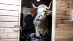 Unik, Ini Aston Si Banteng yang Kelakuannya Seperti Kuda
