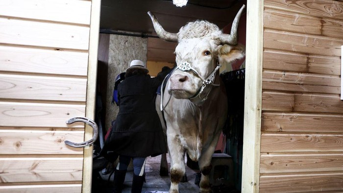In this photograph taken on December 13, 2022 French horse trainer Sabine Rouas rides her bull 