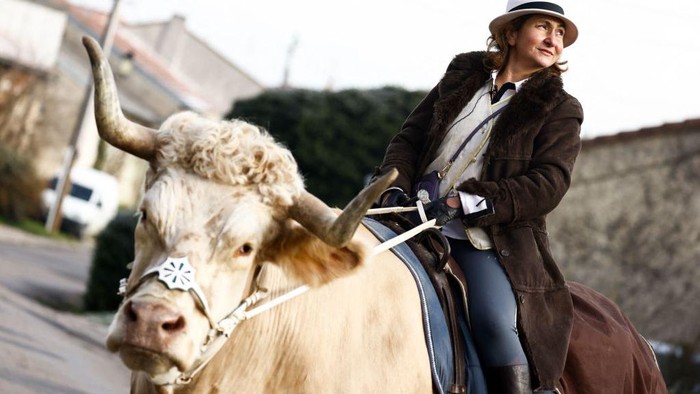 Unik, Ini Aston Si Banteng yang Kelakuannya Seperti Kuda In this photograph taken on December 13, 2022 French horse trainer Sabine Rouas rides her bull