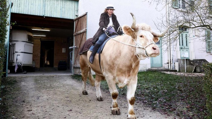 In this photograph taken on December 13, 2022 French horse trainer Sabine Rouas rides her bull 