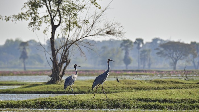 This photo taken on December 25, 2022 shows a pair of Eastern Sarus cranes that were captively-bred at Nakhon Ratchasima Zoo after being released at Huai Chorakhe Mak reservoir in the eastern Thai province of Buriram. - As the sun came up 13 endangered Thai Eastern Sarus cranes were released, noisily flapping over rippling waters in northeastern Thailand, the latest effort to revive the feathered species. (Photo by Lillian SUWANRUMPHA / AFP) / To go with THAILAND-ENVIRONMENT-BIRD,SCENE