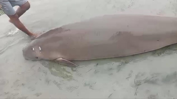 Ikan duyung yang ditemukan mati di pesisir pantai Bawean, Gresik