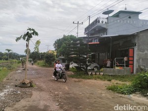 Warga Polman Tanam Pohon di Tengah Jalan Rusak gegara Tak Kunjung Diperbaiki