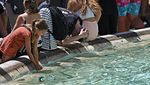 Kemegahan Fontana di Trevi, Air Mancur Lancar Jodoh di Italia