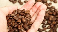 Selain Kafein, Ini 5 Zat Bioaktif yang Terkandung pada Kopi