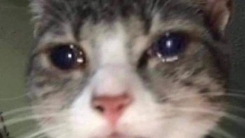 Ada yang mau mengisi hati, kalau tidak Mixue yang akan menempati. Foto: Twitter