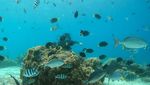 Menikmati Keindahan Bawah Laut Pulau Rubiah Aceh