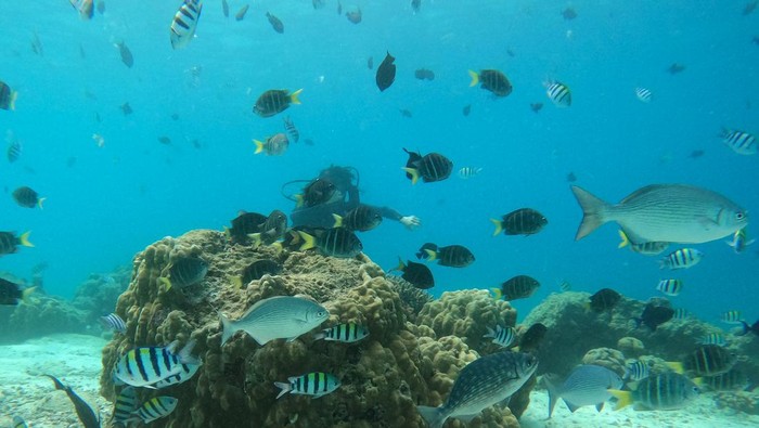 Menikmati Destinasi Keindahan Bawah Laut Pulau Rubiah Aceh Pengunjung menyelam untuk menikmati keindahan bawah laut Pulau Rubiah, kawasan Desa Iboih, Kota Sabang, Aceh, Selasa (27/12/2022). Diving Gampong (desa) Iboih merupakan destinasi unggulan yang menarik wisatawan domestik dan mancanegara, dan telah meraih juara dalam Anugerah Pesona Indonesia (API) Award 2022 kategori Wisata air.