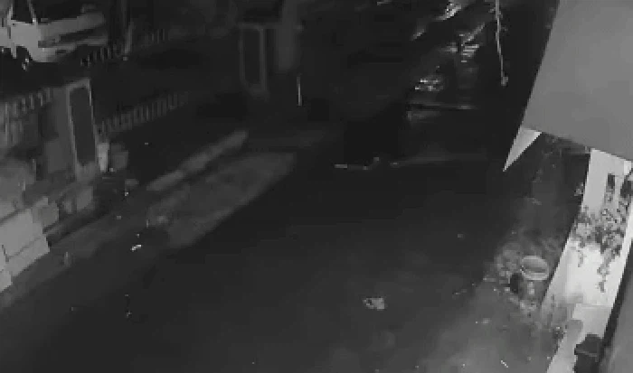 Penampakan ular piton terekam CCTV di Sukabumi