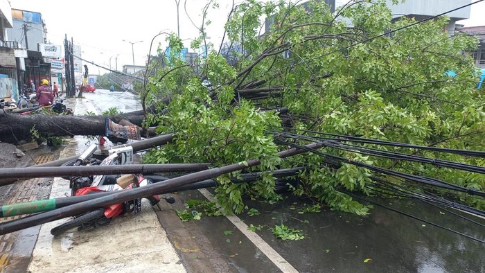 Pohon tumbang di Cilegon, Banten imbas hujan lebat disertai angin kencang. Pohon tersebut menimpa sebuah sepeda motor.