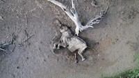 September 2022, kekeringan parah melanda Kenya. Sejumlah hewan mulai dari gajah hingga zebra mati mengenaskan. Seperti diketahui, Kenya dilanda kekeringan terburuk dalam empat dekade terakhir. Hal itu membuat hewan liar di negara tersebut terancam punah. REUTERS/Baz Ratner