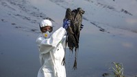 Pada Januari 2022, flu burung membunuh ribuan burung bangau di kawasan konservasi Danau Hula, Israel. Peristiwa ini merupakan bencana satwa paling mematikan dalam sejarah Israel. AP Photo/Ariel Schalit