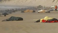 Tak hanya di Selandia Baru, lebih dari 200 paus sperma juga mati terdampar di Ocean Beach, Australia, pada September 2022. Australian Broadcasting Corporation/AP Photo