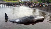 Pada Agustus 2022, seekor paus sperma (physeter macrocephalus) terdampar di Pantai Warudoyong, Bulusan, Banyuwangi, Jawa Timur. Kejadian itu membuat heboh warga setempat. Antara Foto/Budi Candra Setya