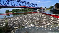 Agustus 2022, berton-ton ikan mati misterius di Sungai Oder, Jerman. Menteri Lingkungan Hidup Jerman Steffi Lemke mengatakan kematian massal ikan di Sungai Oder adalah bencana ekologis dan belum jelas berapa lama waktu yang dibutuhkan sungai untuk pulih. Dok. DW News