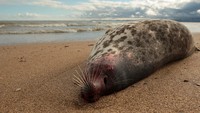 Baru-baru ini, tepatnya pada 6 Desember 2022 sebanyak 2.500 ekor anjing laut mati dan terdampar di pantai Laut Kaspia, Rusia. Kepala badan sumber daya alam Rusia, Svetlana Radionova, menyebut otoritas setempat untuk sementara condong pada dugaan mati lemas karena gas yang dilepaskan dari dasar lautan sebagai penyebab utama kematian ribuan anjing laut yang terancam punah itu. REUTERS/Kazbek Basayev