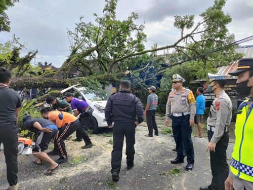 Proses evakuasi pohon Trembesi tumbang yang menimpa mobil Daihatsu Xenia putih DK 1396 IW di jalur Denpasar-Singaraja, Rabu (28/12/2022). (Foto: Istimewa)
