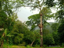 Taman Wisata Alam Tretes: Daya Tarik dan Biaya Masuk