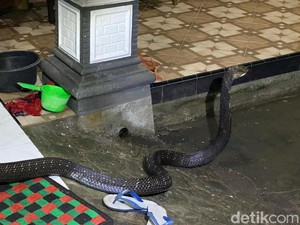 Benarkah Ular Takut dengan Garam? Ini Faktanya