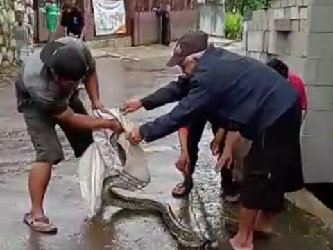 Warga menangkap ular piton yang berkeliaran di Sukabumi