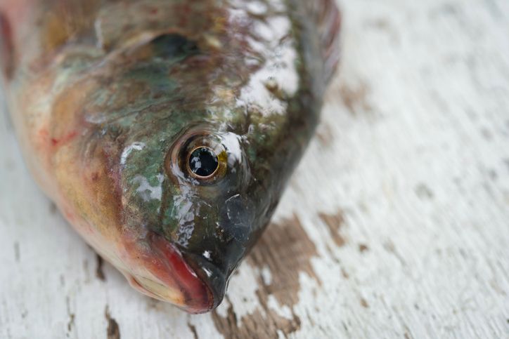 5 Jenis Ikan yang Cocok Dibakar untuk Pesta BBQ Akhir Tahun