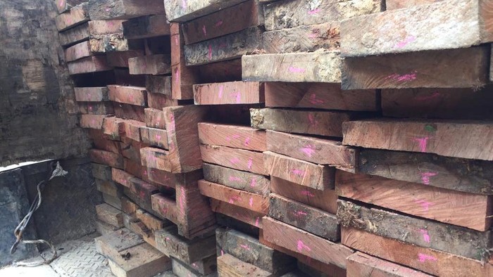 Kayu hasil illegal logging yang dibawa dua pria asel Aceh yang ditangkap TNGL di Langkat