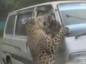 Menegangkan! Macan Tutul Tiba-tiba Loncat Serang Mobil Lewat