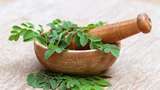 10 Manfaat Sehat Kelor, Mampu Saingi Ginseng Korea?
