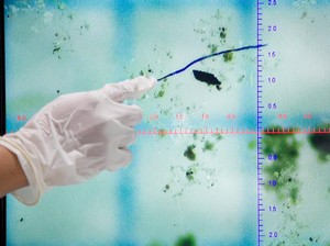 Bukan Hujan Air, Peneliti Prediksi Hujan Mikroplastik di Langit Paris