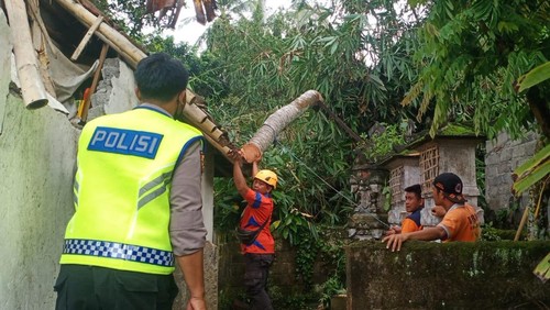 Petugas BPBD Kabupaten Karangasem saat melakukan penanganan pohon tumbang yang menimpa rumah.